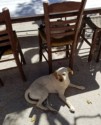 One dog in shade and one on the chair